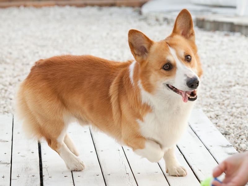 飼い主様がいないストレスを最小限に